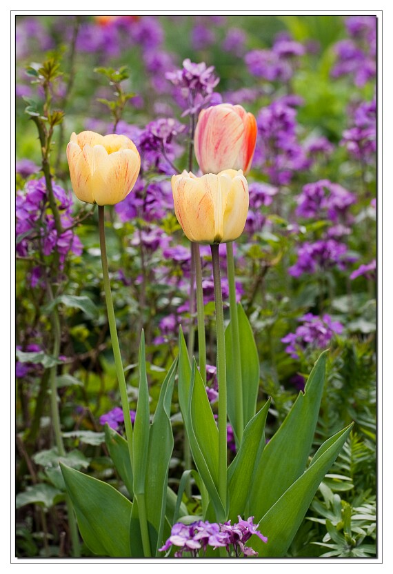 IMG_2690 EOS-1D Mark III copy
