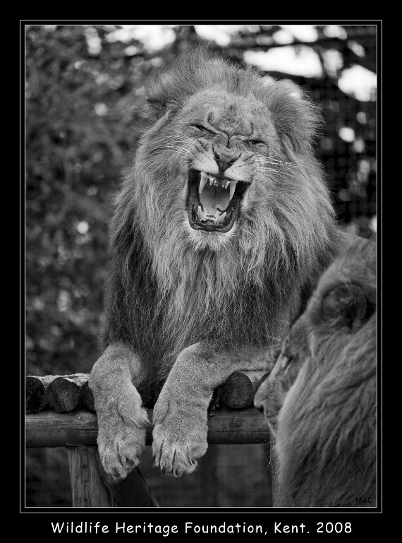 IMG_6657 EOS-1D Mark III BW