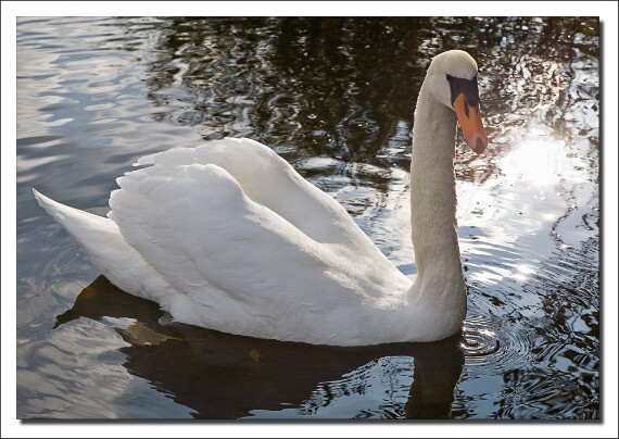 IMG_2106 5D