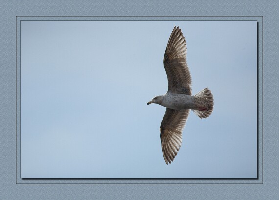 IMG_6763 5D